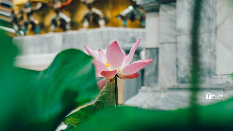 回忆那年在泰国踏浪看海,带你一起去泰国看海