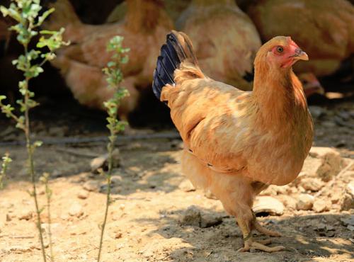 肉蛋兼用型家禽,夏季养殖家禽有哪些品种