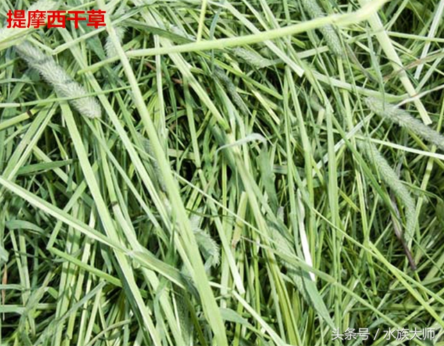 养一只荷兰猪一个月费用多少,养一只荷兰猪要投资多少钱