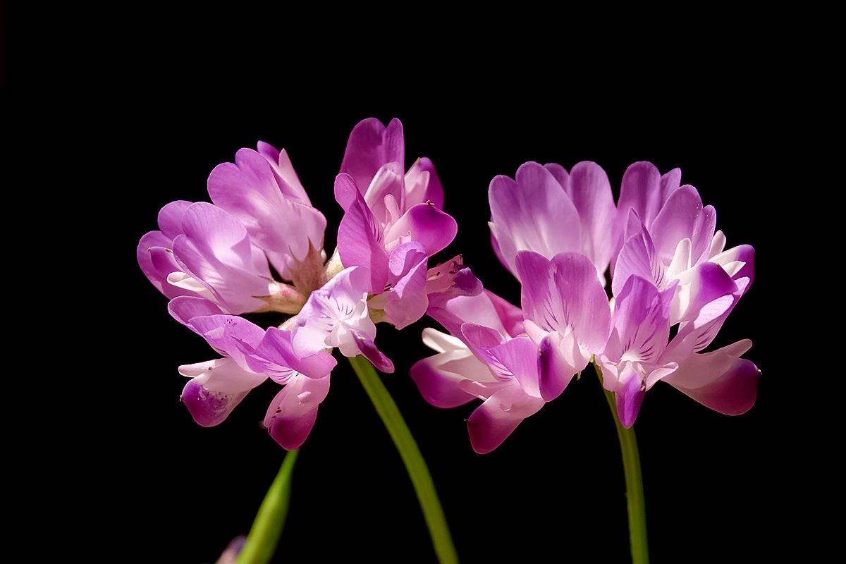 送你一朵小红花彩蛋,送你一朵小红花杨坤版