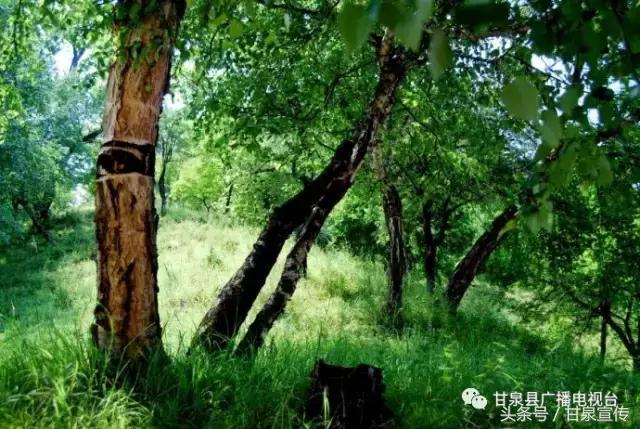 延安甘泉大峡谷桦树沟图片,甘泉雨岔大峡谷桦树沟玩多长时间