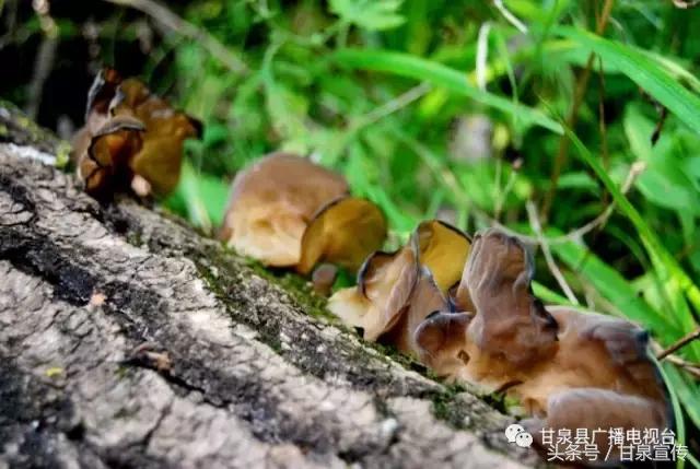 延安甘泉大峡谷桦树沟图片,甘泉雨岔大峡谷桦树沟玩多长时间