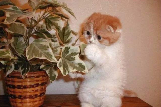 猫咪出现的这些情况，你知道该怎么办嘛？