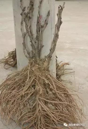 专业角度看凤丹各器官特点,带你全面科学认识高淳四宝-白牡丹