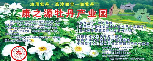 专业角度看凤丹各器官特点,带你全面科学认识高淳四宝-白牡丹