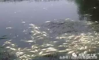 养殖鱼应激了该怎么救,鱼应激浮头了该怎么救