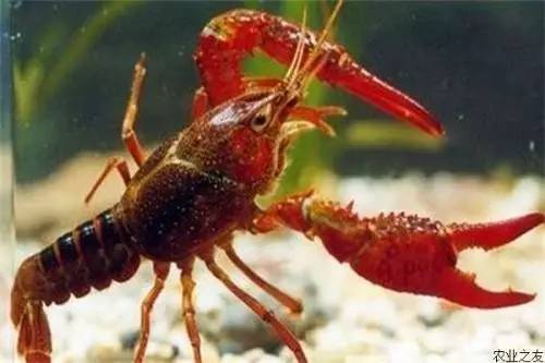 进入五月小龙虾还有市场吗,开龙虾店淡季怎么办