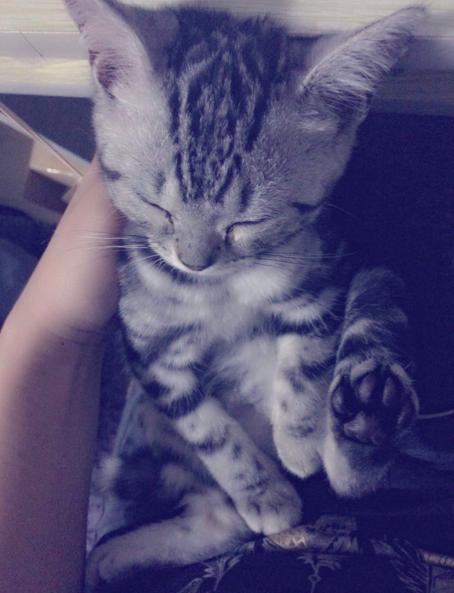 铲屎官你们都怎么养喵？你以为最好养几只喵？