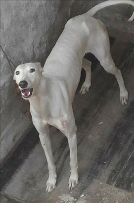 灵缇犬训练教程,灵缇犬的训练方法有哪些视频