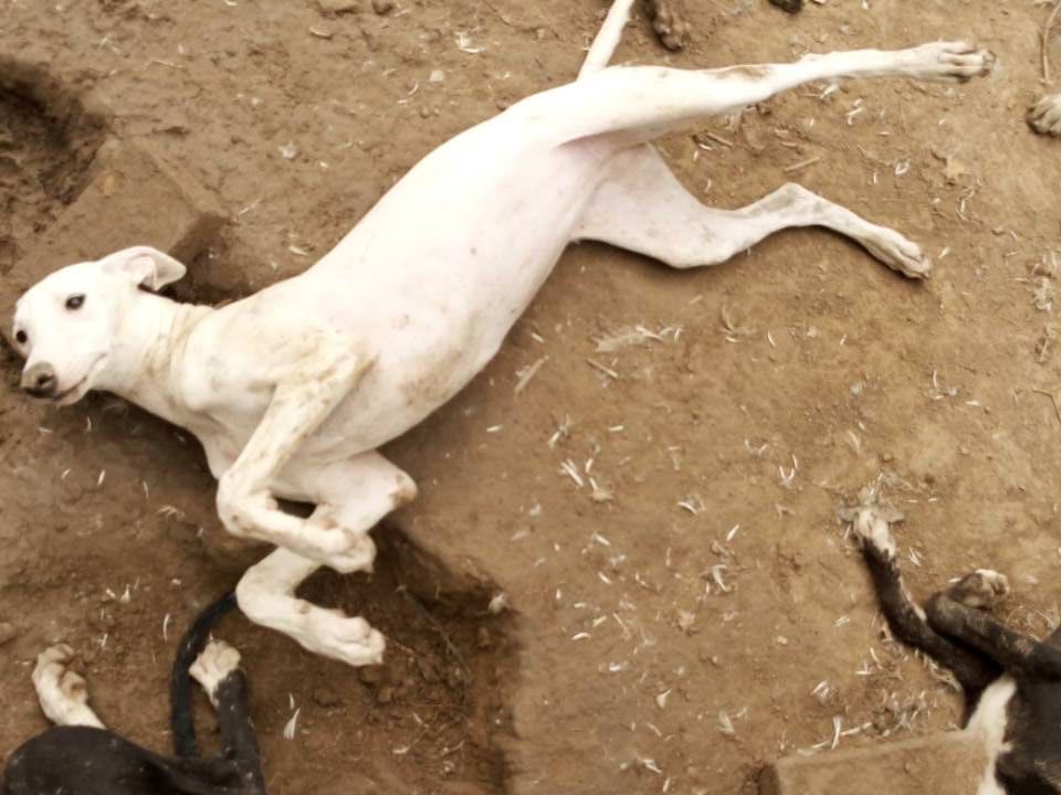 灵缇犬训练教程,灵缇犬的训练方法有哪些视频