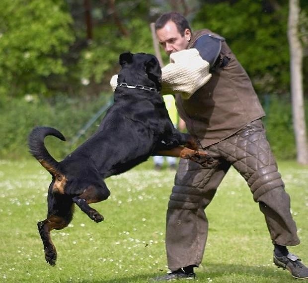 如何挑选优秀的罗威纳,怎么挑选好的罗威纳犬
