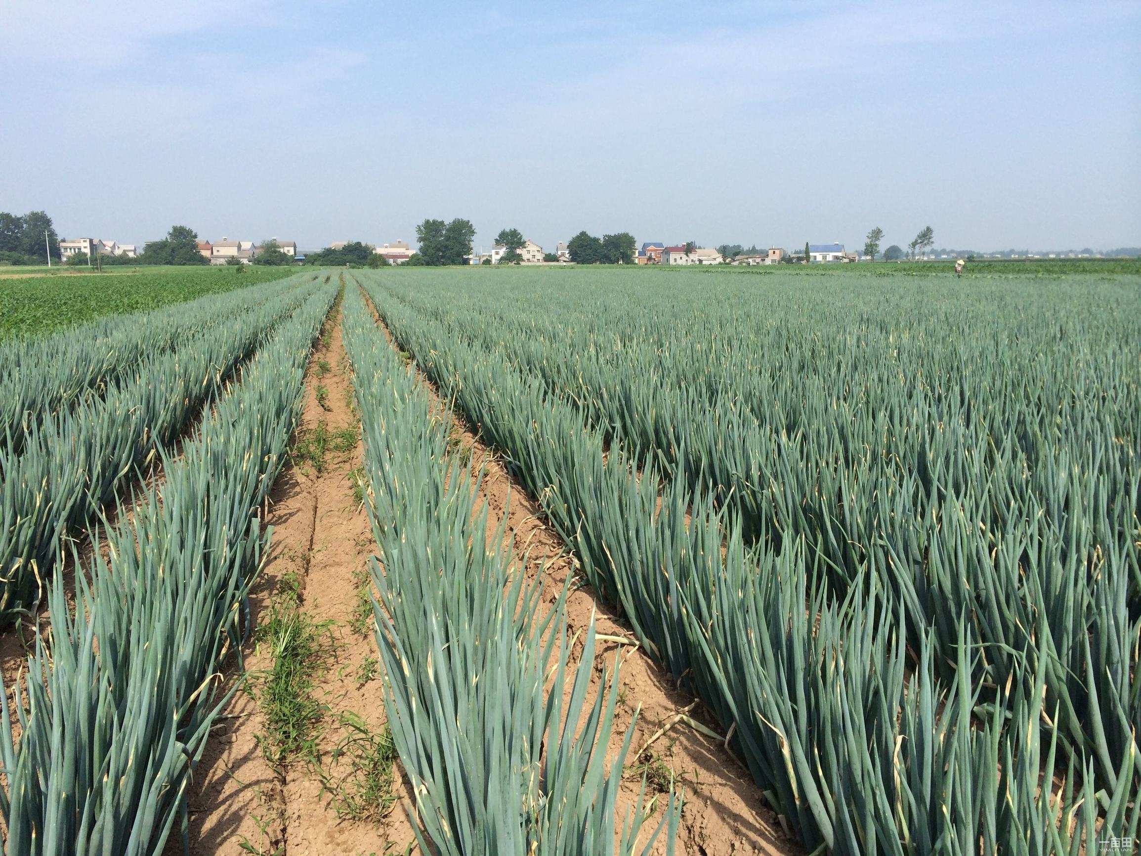 山东大葱毒死羊的事是真的假的,山东大葱毒死羊的事件是真的吗