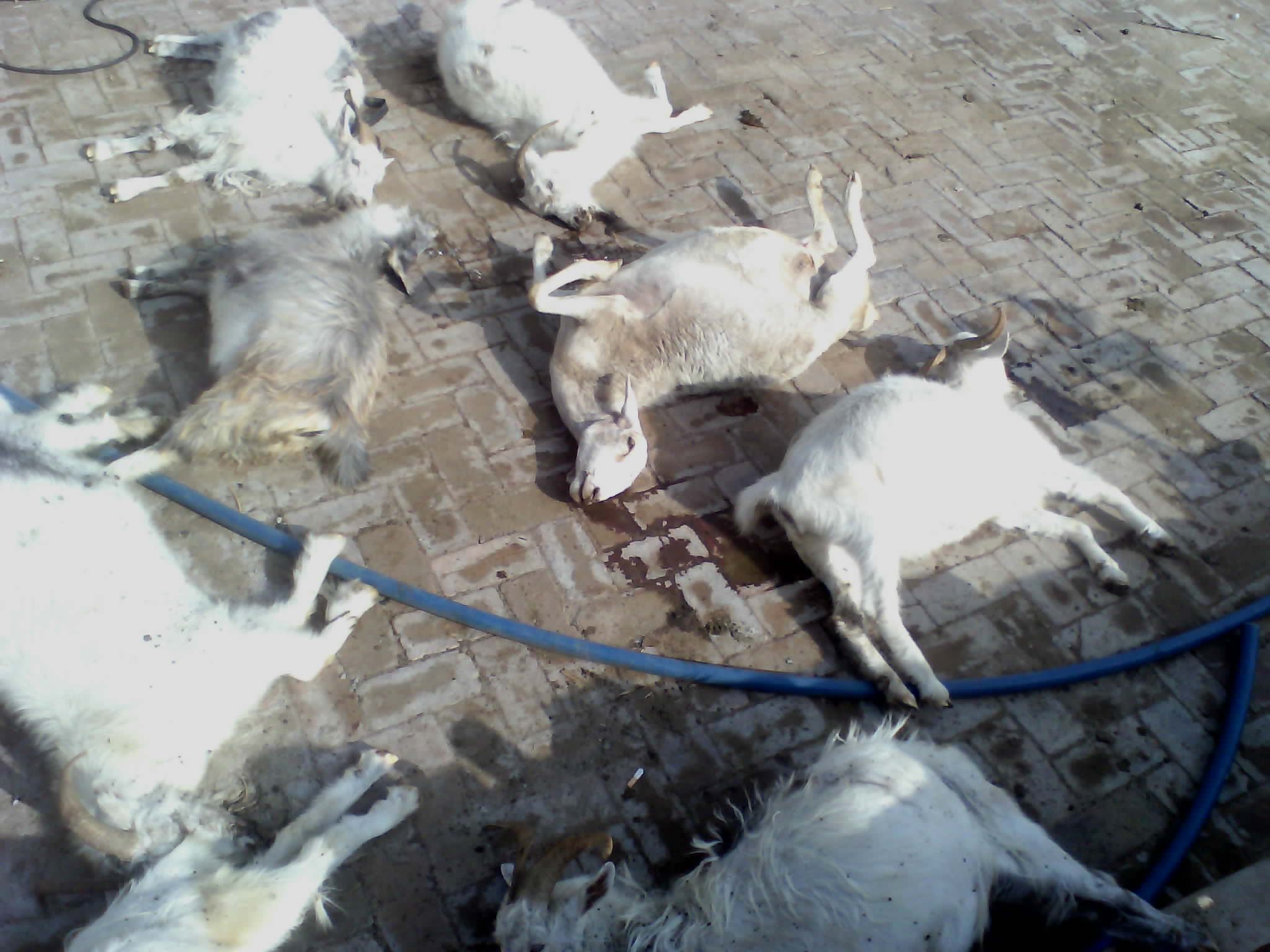 山东大葱毒死羊的事是真的假的,山东大葱毒死羊的事件是真的吗