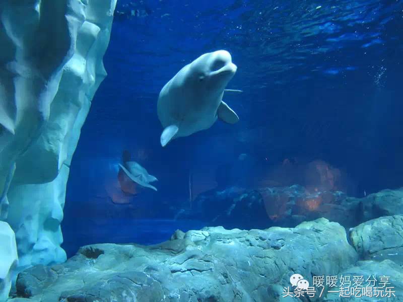 珠海长隆企鹅酒店攻略亲子游,长隆攻略亲子游三天住什么酒店