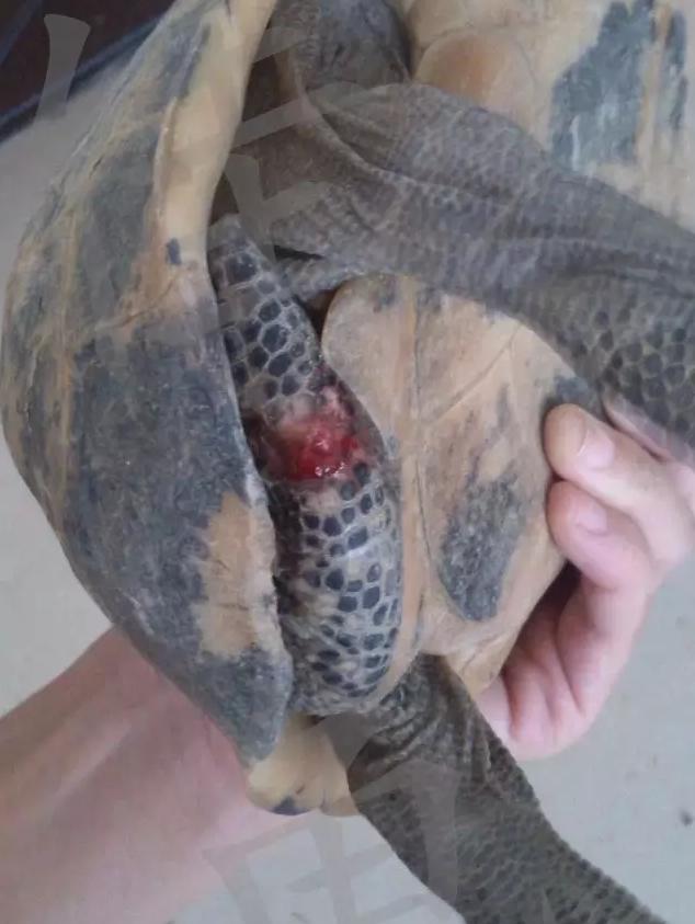 宠物龟身上有伤怎么治疗,宠物龟摔伤怎么办用什么药