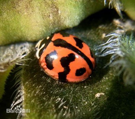 哪些瓢虫是益虫哪些瓢虫是害虫,瓢虫是害虫还是益虫怎么区分