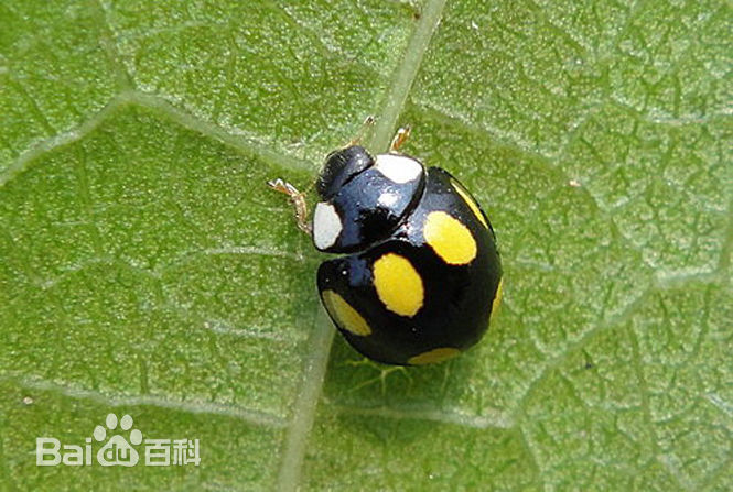 哪些瓢虫是益虫哪些瓢虫是害虫,瓢虫是害虫还是益虫怎么区分
