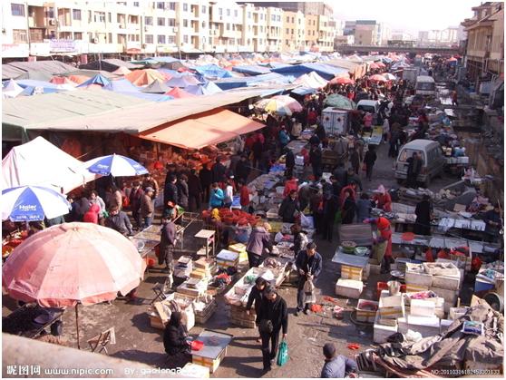 博落回是多年生草本吗,博落回植物介绍