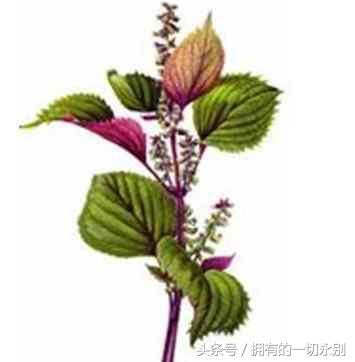 濂充汉闀挎湡鍚冪传鑻忓彾,闀挎湡鍚冪传鑻忓彾