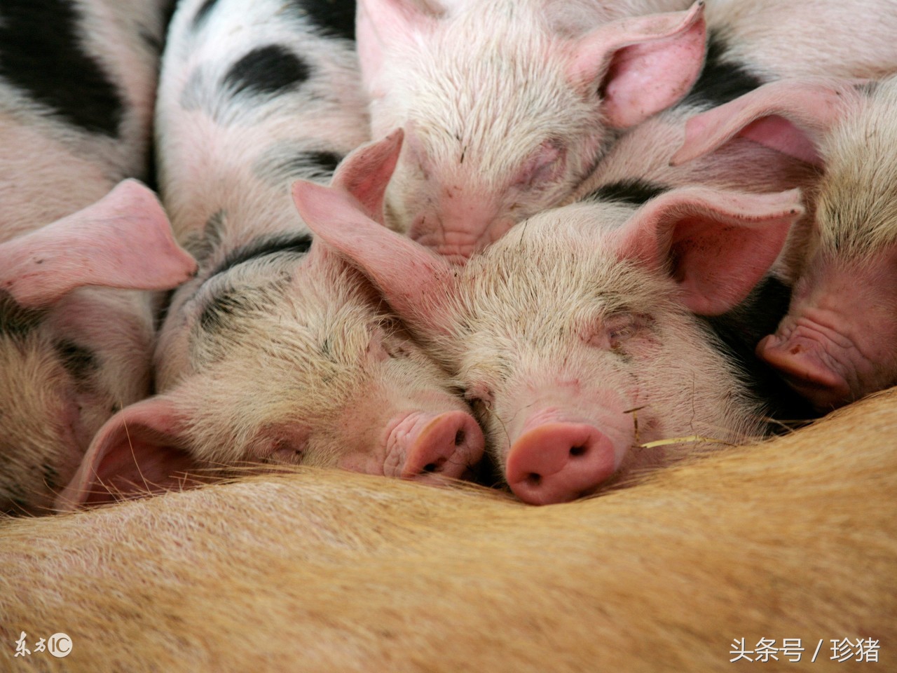 猪场猪低温病是怎么了,猪场猪中暑最快的急救方法