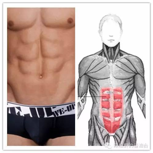 人鱼线马甲线可以同时存在吗,人鱼线马甲线分别是什么样子的