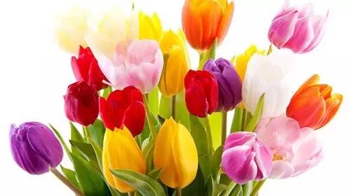 铲屎官养宠物的正确方法,铲屎官如何对待死掉宠物