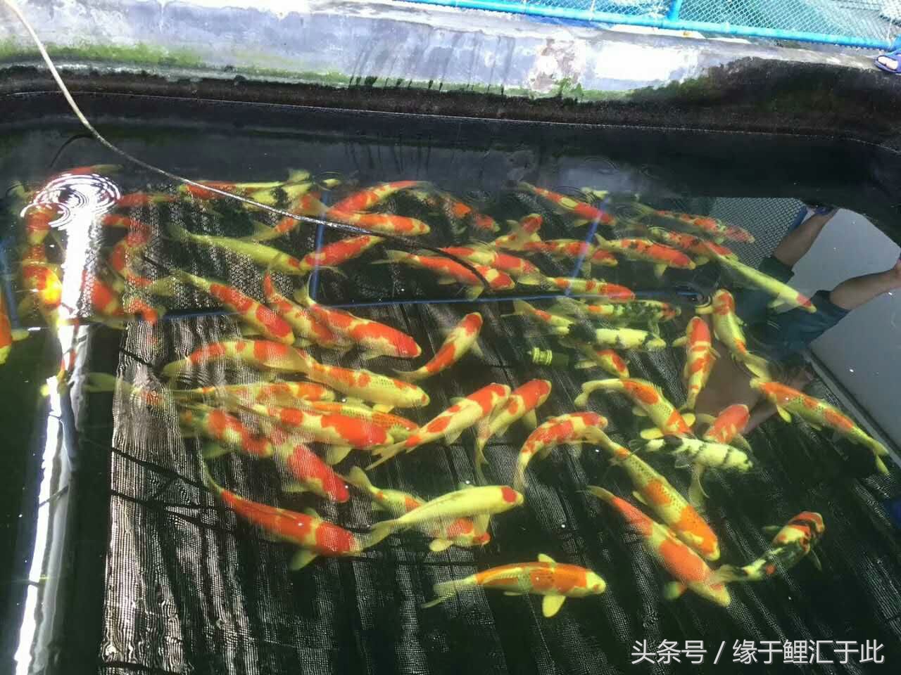 鱼体表粘液多是怎么回事,鱼体表脱落粘液怎么处理