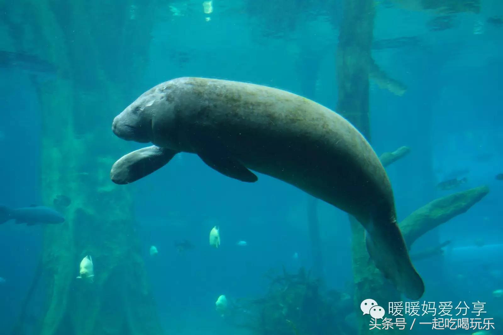 珠海长隆企鹅酒店攻略亲子游,长隆攻略亲子游三天住什么酒店