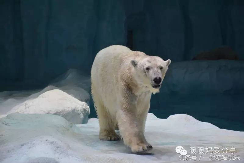 珠海长隆企鹅酒店攻略亲子游,长隆攻略亲子游三天住什么酒店