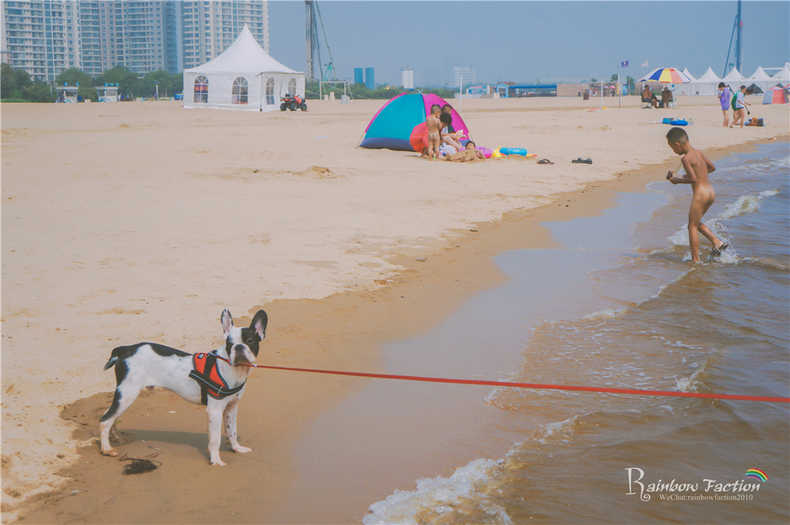 带着狗狗去旅行秦皇岛,带着狗狗旅居