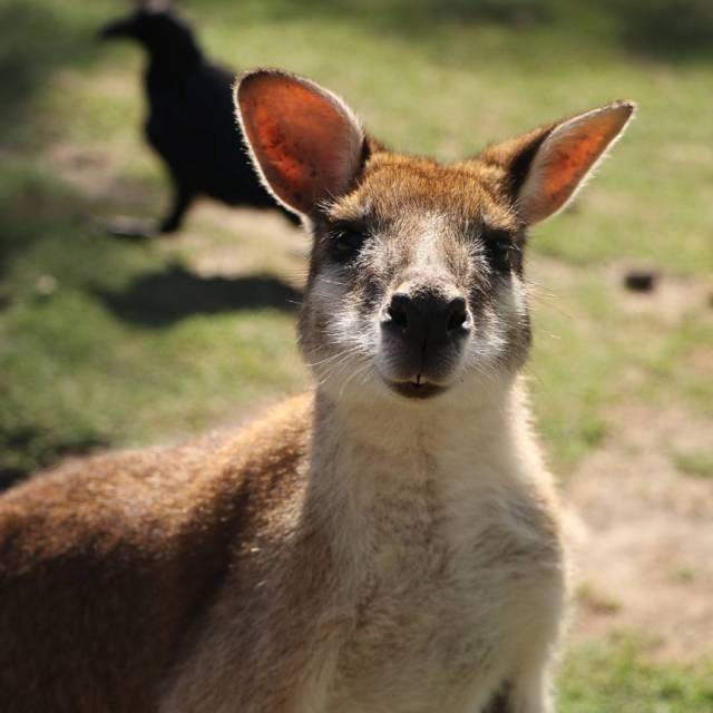澳洲衣食住行,在澳洲生活常用网站