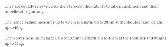 狼獾vs平头哥vs黄鼠狼,平头哥都怕的狼獾有多凶
