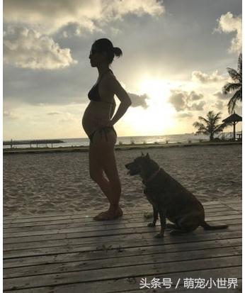 妈咪的肚子在动，米克斯摸到胎动，整只狗吓到呆掉了，表情超惊讶