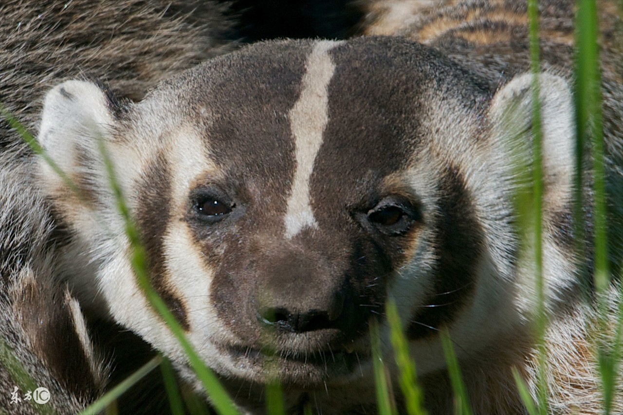 狼獾vs平头哥vs黄鼠狼,平头哥都怕的狼獾有多凶