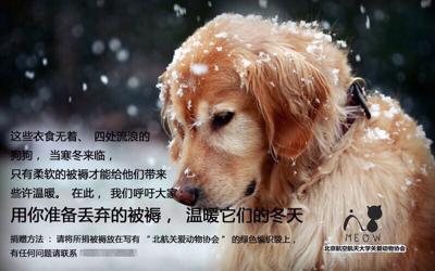 没钱能救助流浪动物么,没钱学生党怎么办