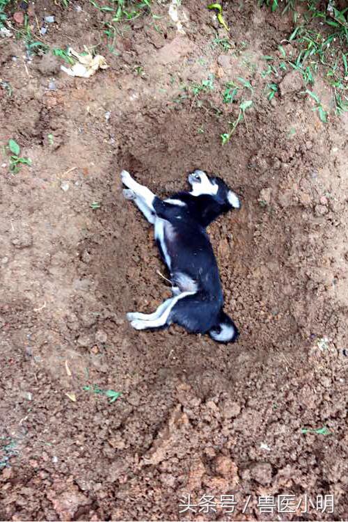 流浪狗被收养后呜咽大哭,收养的流浪狗被家人丢掉