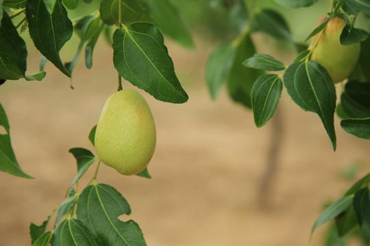 黄河岸边的久久护佑——白云山