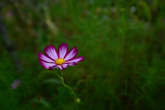黄河岸边的久久护佑——白云山