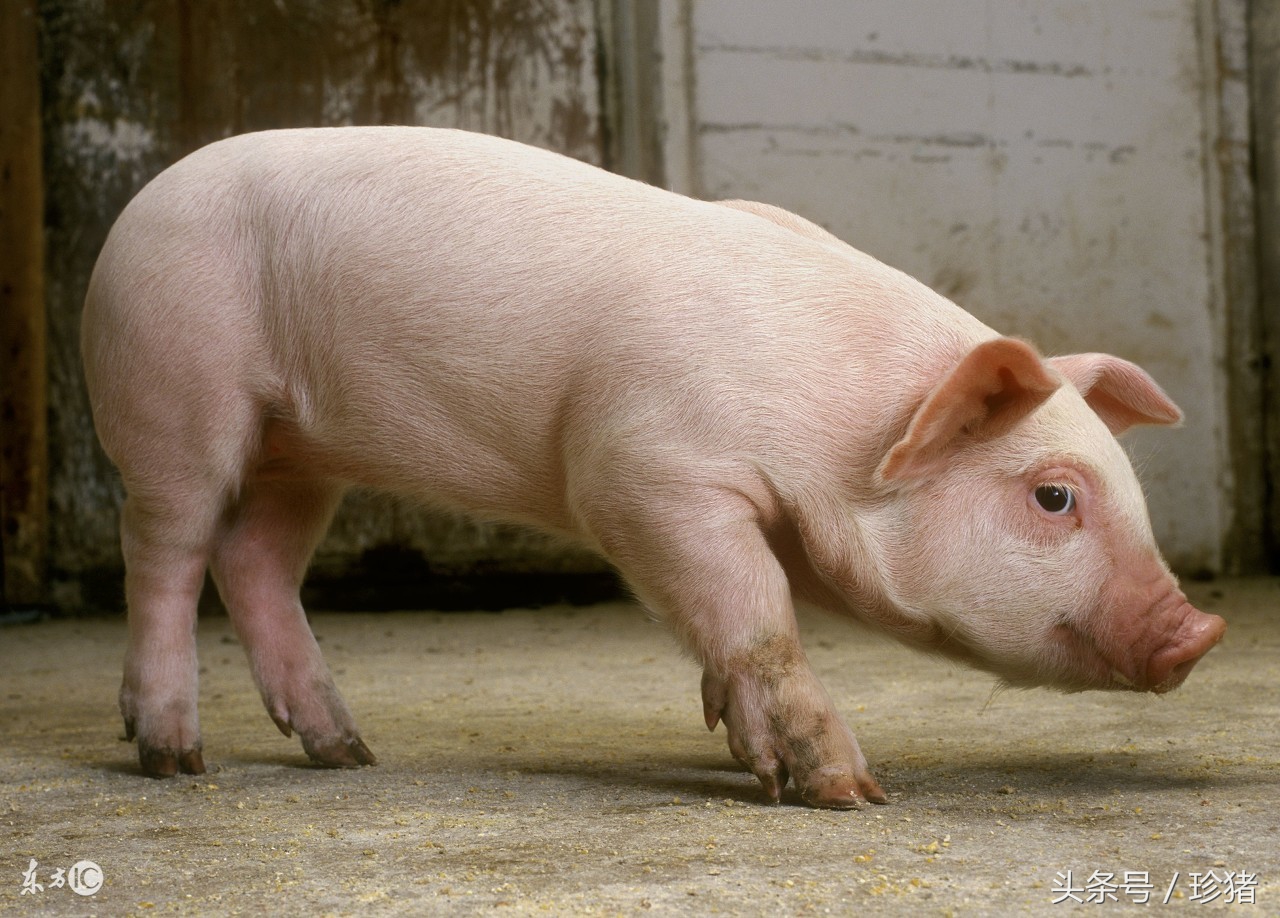 猪场猪低温病是怎么了,猪场猪中暑最快的急救方法