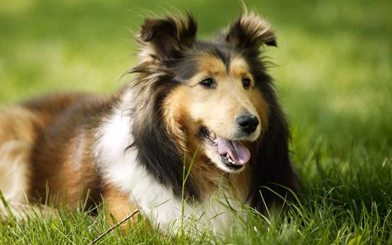 这些营养对狗狗来说很重要，养了那么长时间的狗狗你也可能不知道