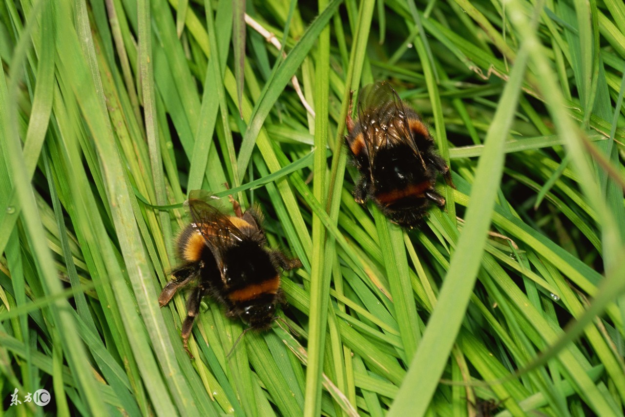 户外虫叮咬处理,被昆虫叮咬后的注意事项