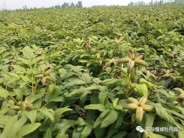 专业角度看凤丹各器官特点,带你全面科学认识高淳四宝-白牡丹