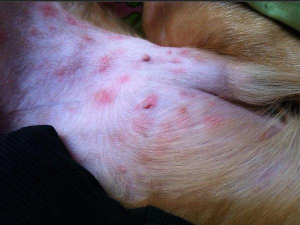 金毛成长要注意什么,金毛成长记日常调皮