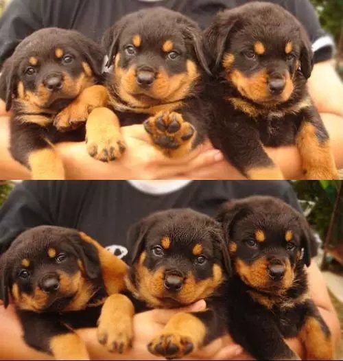 如何挑选优秀的罗威纳,怎么挑选好的罗威纳犬