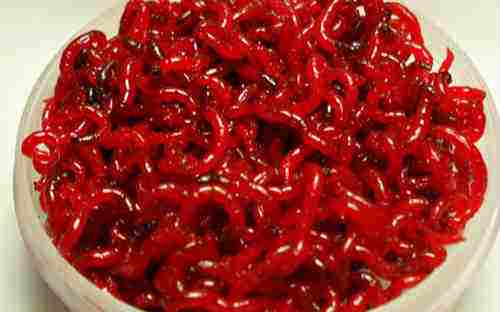 钓鱼用的红虫对鱼塘有危害吗,手上有伤用红虫钓鱼有危害吗