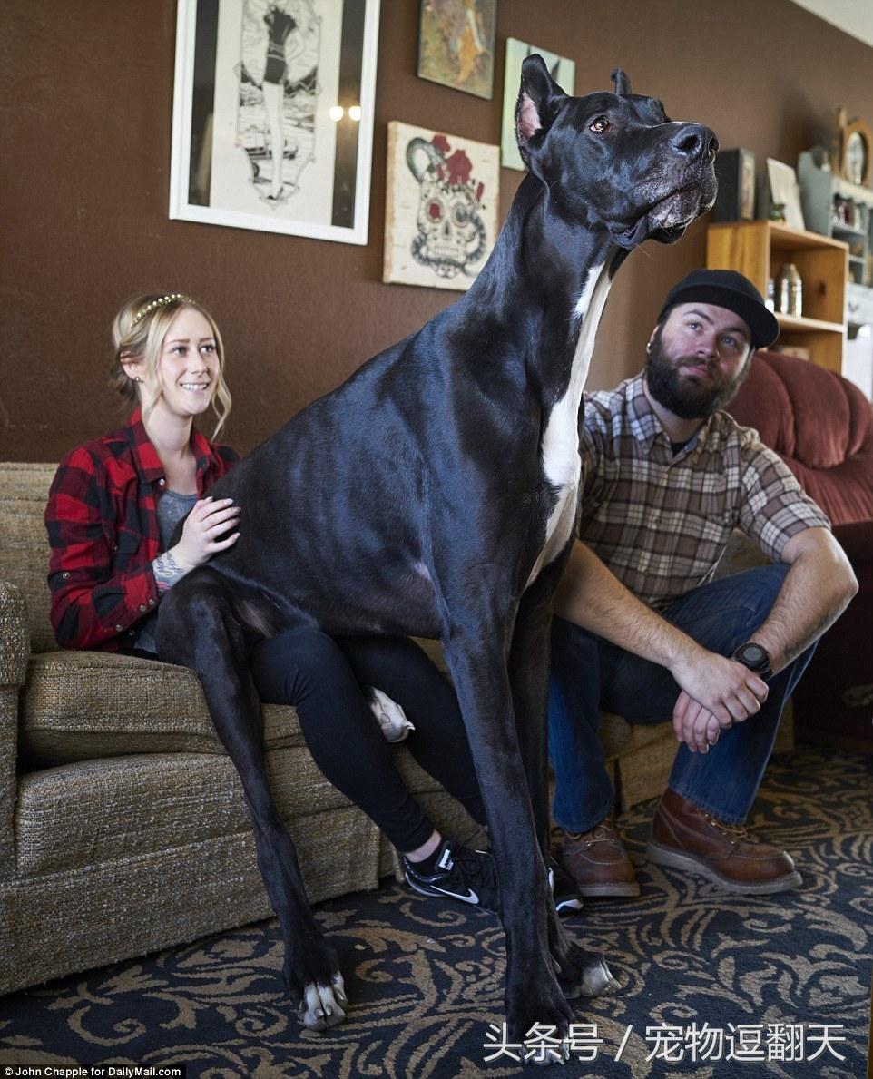 哪种狗是世界第一猛犬,世界上最猛的犬排行