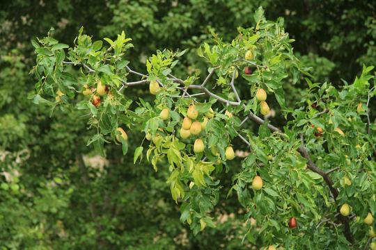 黄河岸边的久久护佑——白云山