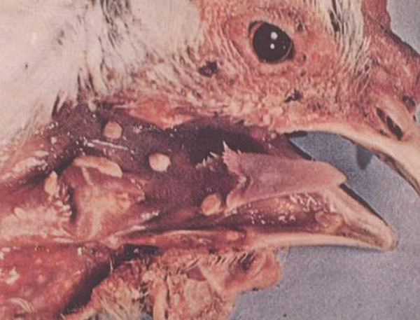 鸡痘怎么判断好了,鸡痘外用药