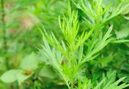 家有三年艾，郎中不用来！没想到这种草这么牛！