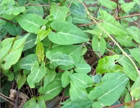 十种生长在你脚边的中草药你天天踩却不知道它还有奇效